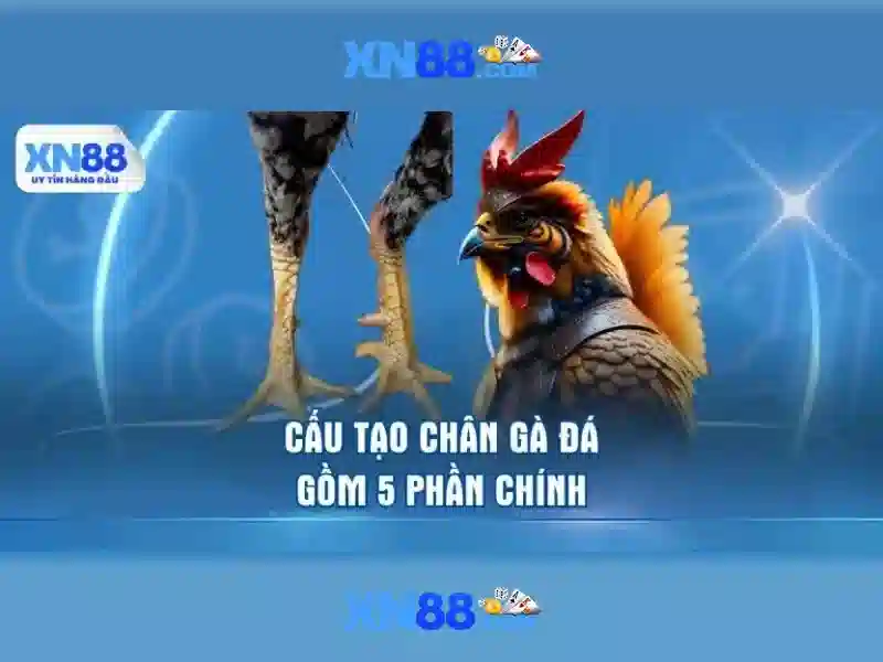 Nền tảng XN88 Com