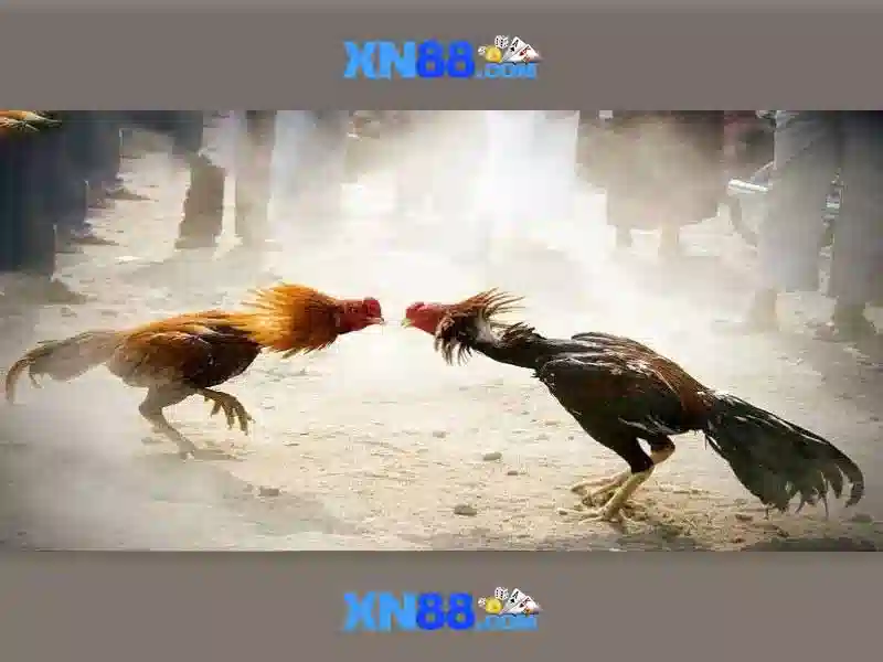 XN88